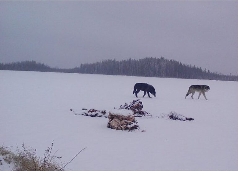 Close-up of classic sneaker design