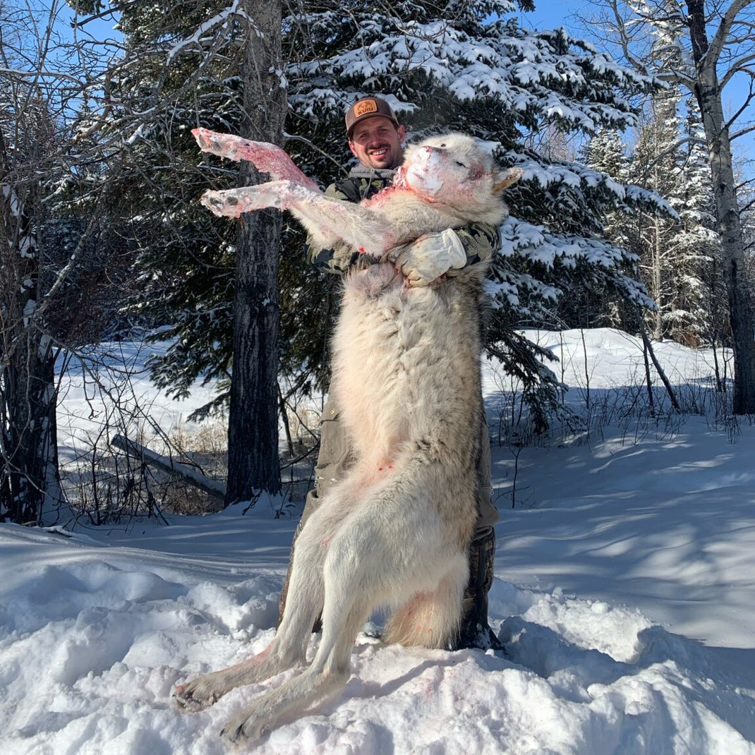6 Day Wolf Hunt – High Impact Outfitting